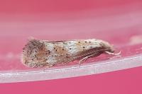 Elachista gormella