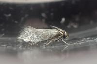Heliozela lithargyrellum
