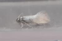 Heliozela lithargyrellum