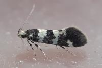 Denisia luctuosella