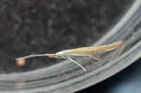 Coleophora oriolella