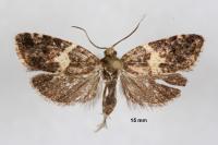 Olindia schumacherana