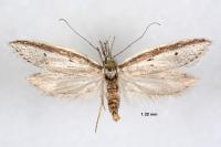 Pleurota bicostella