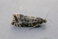 Celypha lacunana