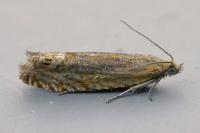 Lathronympha strigana
