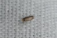 Trifurcula subnitidella