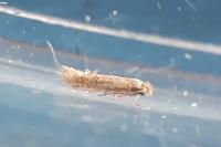 Glaucolepis thymi
