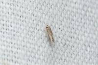 Ectoedemia haraldi