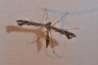 Amblyptilia acanthadactyla