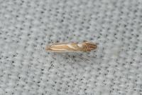 Phyllonorycter lapadiella