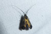 Adela reaumurella