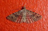 Alucita hexadactyla