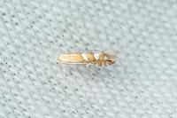 Phyllonorycter lantanella