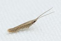 Coleophora corsicella