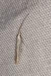 Coleophora graminicolella