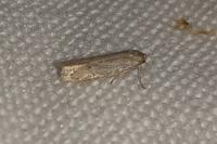 Dysspastus fallax