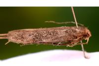 Bryotropha desertella
