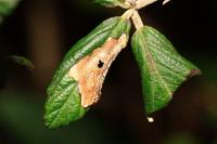 Coptotriche marginea