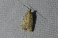 Agonopterix