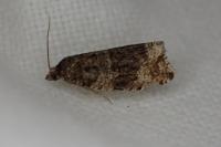 Celypha