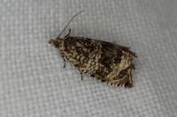 Celypha lacunana