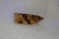 Epagoge grotiana