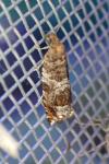 Ancylis achatana