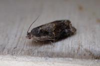Ditula angustiorana