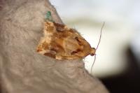 Archips xylosteana