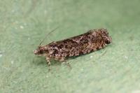 Zeiraphera isertana