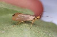 Crassa unitella