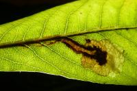 Ectoedemia intimella