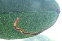 Lyonetia clerkella
