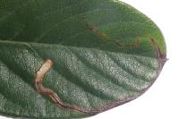 Lyonetia clerkella