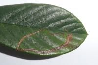 Lyonetia clerkella