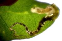 Chrysoesthia atriplicella