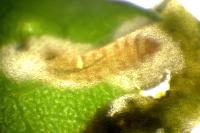 Chrysoesthia atriplicella