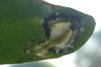 Chrysoesthia atriplicella