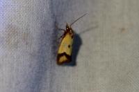 Agapeta zoegana