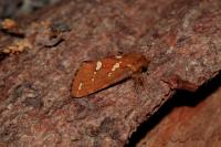 Phymatopus hecta