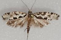 Ypsolopha sequella