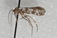 Scythropia crataegella