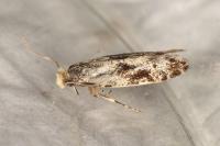 Nemapogon granellus
