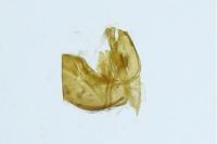 Nemapogon granellus