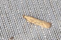 Metzneria hilarella