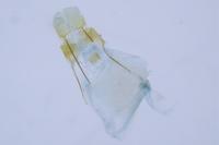 Metzneria hilarella