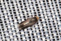 Stigmella suberivora
