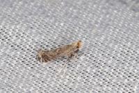 Parornix torquillella