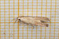 Coleophora salicorniae