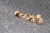 Nemapogon agenjoi